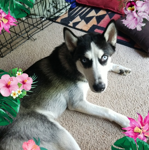 Meet your Posher, Sandy - Picture 7 of 7